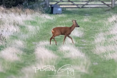 06 September 2026 - Near to Whitehaven, Cumbria - Roe Deer