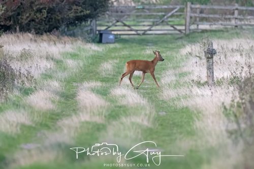 06 September 2026 - Near to Whitehaven, Cumbria - Roe Deer