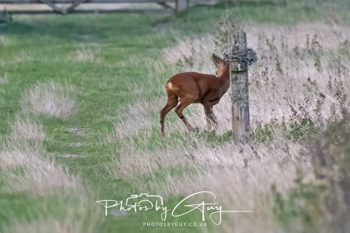 06 September 2026 - Near to Whitehaven, Cumbria - Roe Deer having a scratch !
