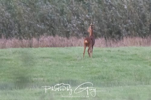 06 September 2026 - Near to Whitehaven, Cumbria - Roe Deer