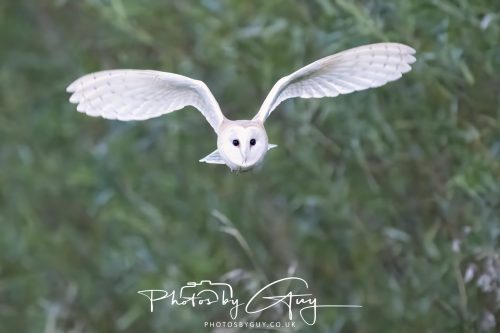 09 September 2026 - Near to Whitehaven, Cumbria - Barn Owl in the woods at dusk