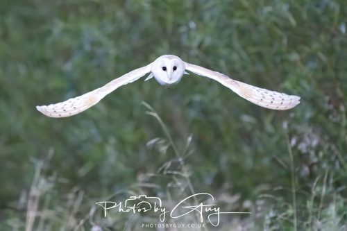 09 September 2026 - Near to Whitehaven, Cumbria - Barn Owl in the woods at dusk