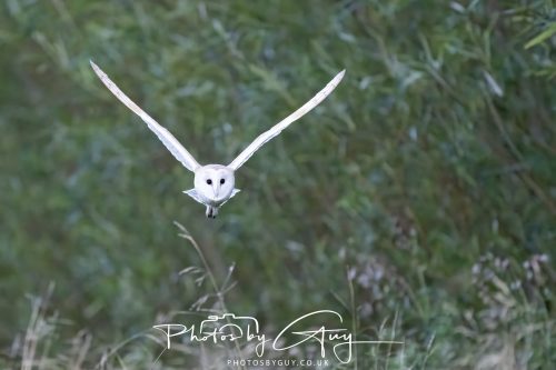 09 September 2026 - Near to Whitehaven, Cumbria - Barn Owl in the woods at dusk