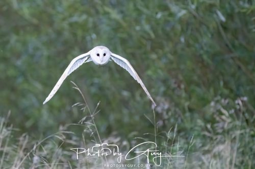 09 September 2026 - Near to Whitehaven, Cumbria - Barn Owl in the woods at dusk