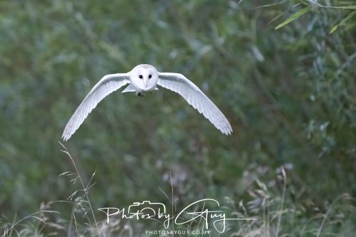 09 September 2026 - Near to Whitehaven, Cumbria - Barn Owl in the woods at dusk