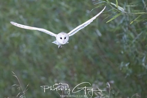09 September 2026 - Near to Whitehaven, Cumbria - Barn Owl in the woods at dusk