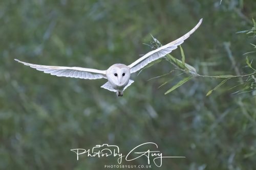 09 September 2026 - Near to Whitehaven, Cumbria - Barn Owl in the woods at dusk