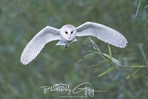 09 September 2026 - Near to Whitehaven, Cumbria - Barn Owl in the woods at dusk