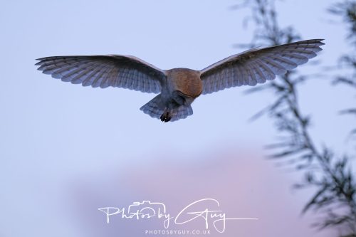 09 September 2026 - Near to Whitehaven, Cumbria - Barn Owl in the woods at dusk