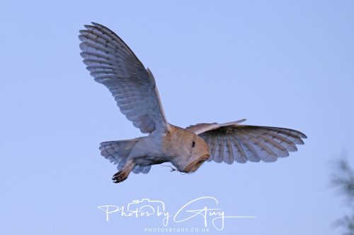 09 September 2026 - Near to Whitehaven, Cumbria - Barn Owl in the woods at dusk