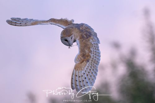 09 September 2026 - Near to Whitehaven, Cumbria - Barn Owl in the woods at dusk