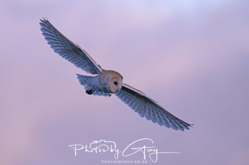 09 September 2026 - Near to Whitehaven, Cumbria - Barn Owl in the woods at dusk