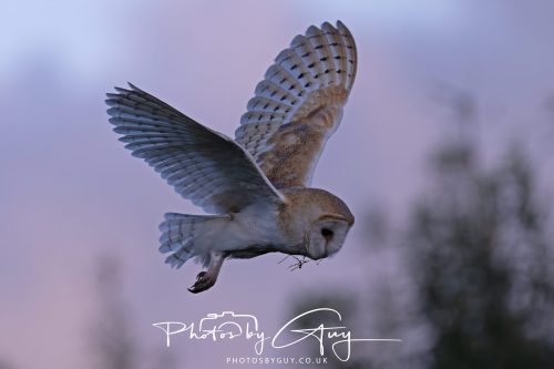 09 September 2026 - Near to Whitehaven, Cumbria - Barn Owl in the woods at dusk