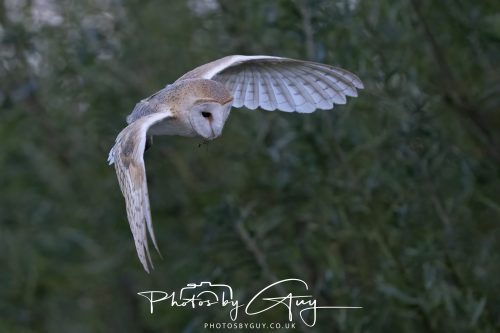 09 September 2026 - Near to Whitehaven, Cumbria - Barn Owl in the woods at dusk