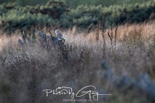 11 September 2026 - Near Whitehaven, West Cumbria - Barn Owl flying in a Willow Wood