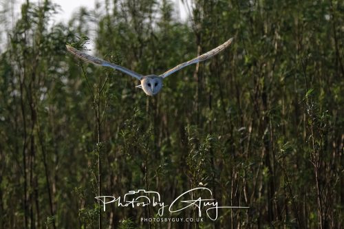 11 September 2026 - Near Whitehaven, West Cumbria - Barn Owl flying in a Willow Wood
