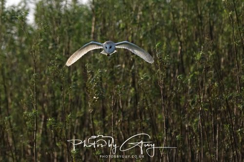11 September 2026 - Near Whitehaven, West Cumbria - Barn Owl flying in a Willow Wood