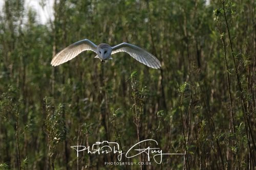 11 September 2026 - Near Whitehaven, West Cumbria - Barn Owl flying in a Willow Wood