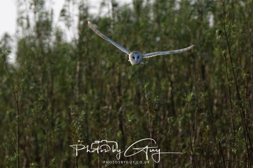 11 September 2026 - Near Whitehaven, West Cumbria - Barn Owl flying in a Willow Wood