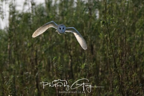 11 September 2026 - Near Whitehaven, West Cumbria - Barn Owl flying in a Willow Wood