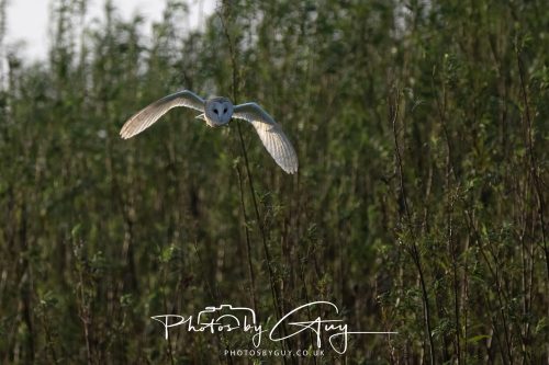 11 September 2026 - Near Whitehaven, West Cumbria - Barn Owl flying in a Willow Wood