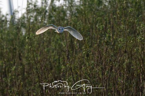 11 September 2026 - Near Whitehaven, West Cumbria - Barn Owl flying in a Willow Wood