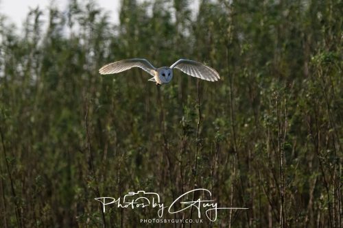 11 September 2026 - Near Whitehaven, West Cumbria - Barn Owl flying in a Willow Wood