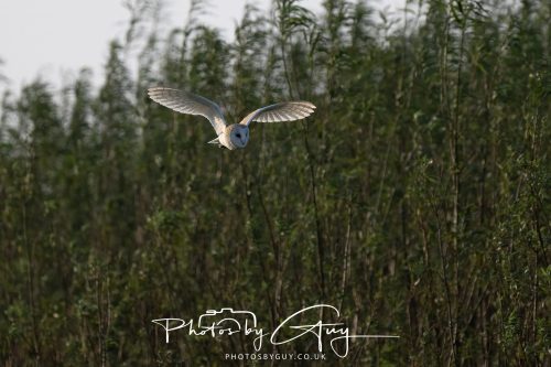 11 September 2026 - Near Whitehaven, West Cumbria - Barn Owl flying in a Willow Wood