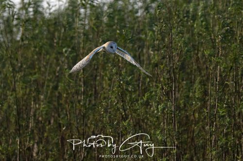 11 September 2026 - Near Whitehaven, West Cumbria - Barn Owl flying in a Willow Wood