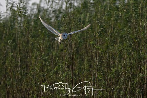 11 September 2026 - Near Whitehaven, West Cumbria - Barn Owl flying in a Willow Wood