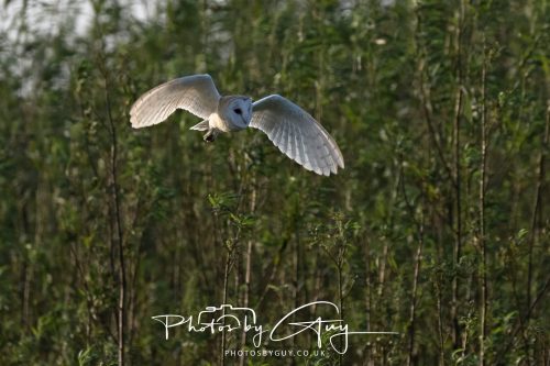 11 September 2026 - Near Whitehaven, West Cumbria - Barn Owl flying in a Willow Wood
