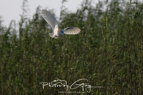 11 September 2026 - Near Whitehaven, West Cumbria - Barn Owl flying in a Willow Wood