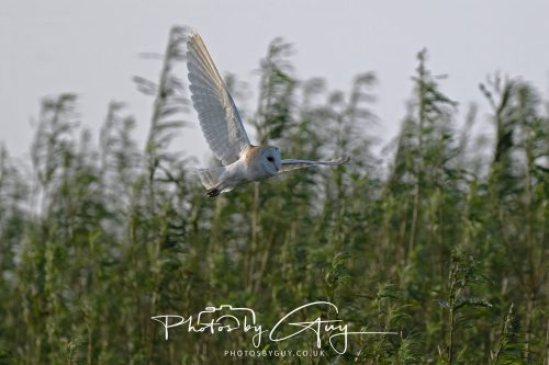 11 September 2026 - Near Whitehaven, West Cumbria - Barn Owl flying in a Willow Wood