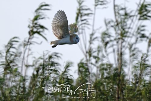 11 September 2026 - Near Whitehaven, West Cumbria - Barn Owl flying in a Willow Wood