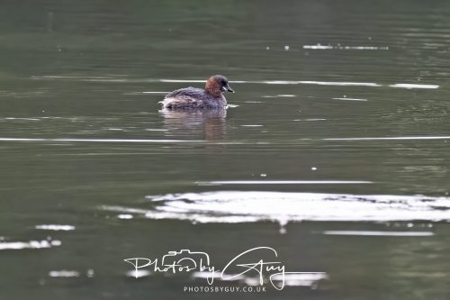 13 September 2026 - Parkside, Cumbria - Little Grebe