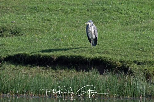 13 September 2026 - Parkside, Cumbria - Grey Heron