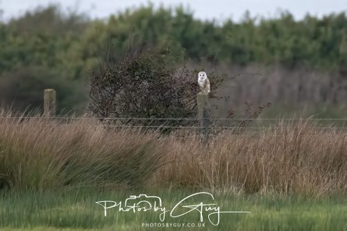 13 September 2026 - Near Whitehaven, Cumbria - Barn Owl