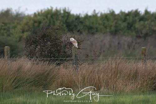 13 September 2026 - Near Whitehaven, Cumbria - Barn Owl