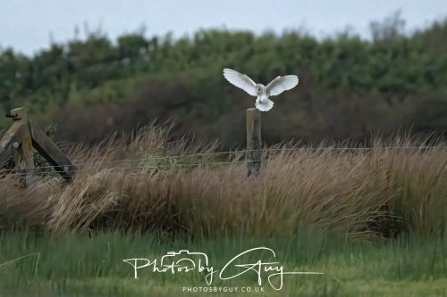 13 September 2026 - Near Whitehaven, Cumbria - Barn Owl