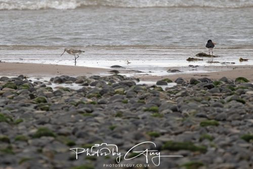 19 September 2026 - Beckermet, West Cumbria - Bar Tailed Godwit 