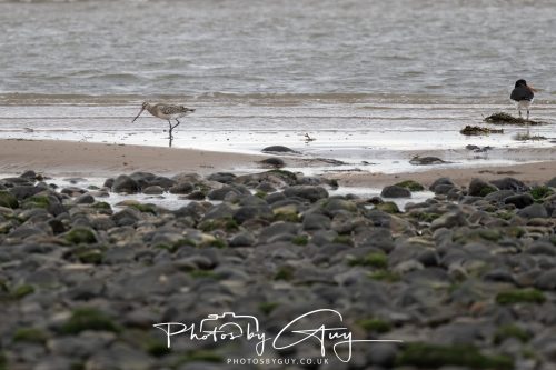 19 September 2026 - Beckermet, West Cumbria - Bar Tailed Godwit 