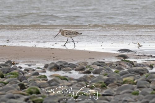 19 September 2026 - Beckermet, West Cumbria - Bar Tailed Godwit 