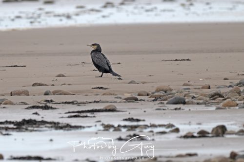19 September 2026 - Beckermet, West Cumbria - Bar Cormorant 