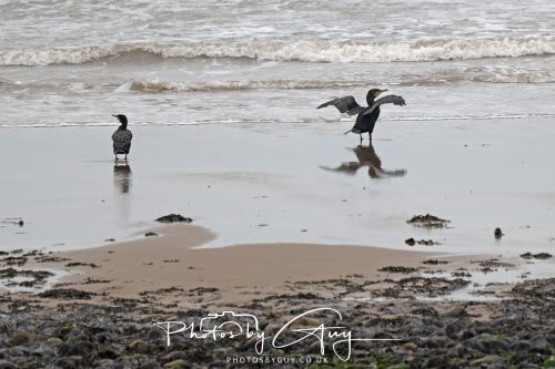 19 September 2026 - Beckermet, West Cumbria - Cormorant