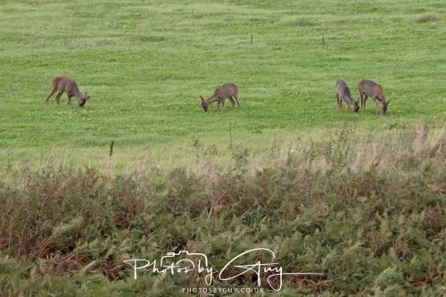 19 September 2026 - Beckermet, West Cumbria - Roe Deer