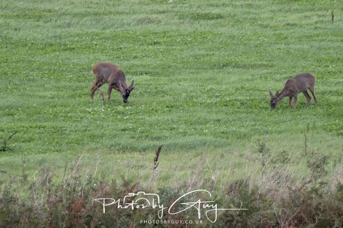 19 September 2026 - Beckermet, West Cumbria - Roe Deer