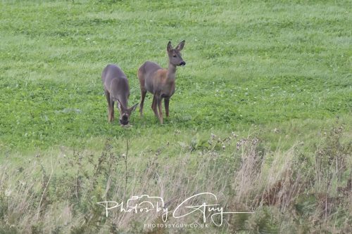 19 September 2026 - Beckermet, West Cumbria - Roe Deer