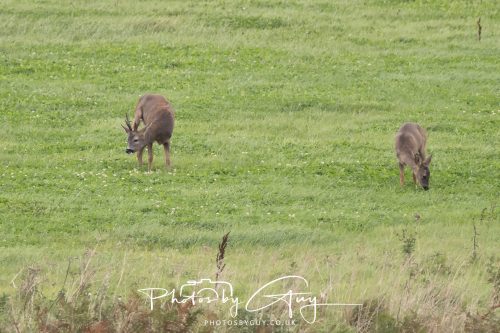 19 September 2026 - Beckermet, West Cumbria - Roe Deer