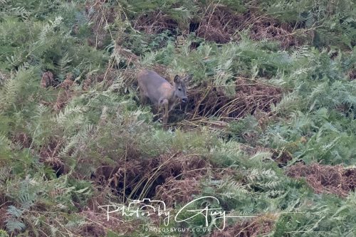 19 September 2026 - Beckermet, West Cumbria - Roe Deer