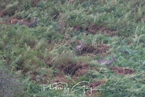 19 September 2026 - Beckermet, West Cumbria - Roe Deer